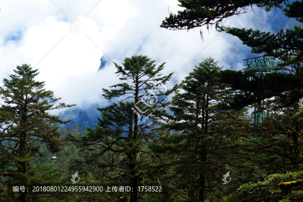海螺溝原始森林