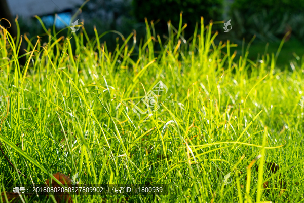 陽(yáng)光草地
