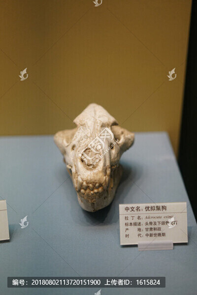 中新世晚期優(yōu)擬鬣狗頭骨化石