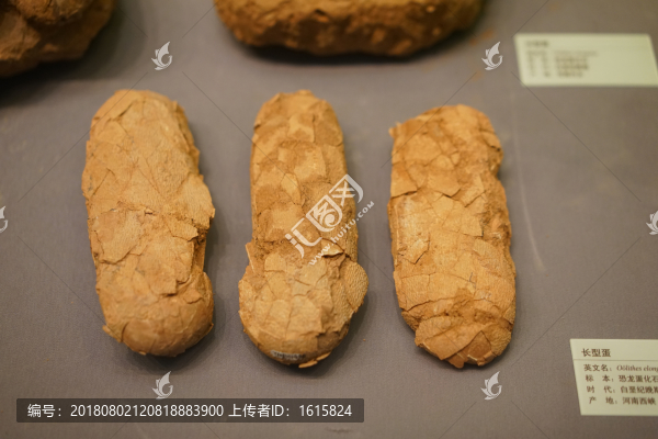 長形恐龍蛋化石