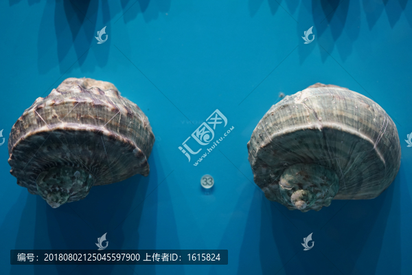 夜光蠑螺標(biāo)本
