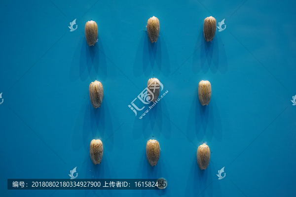 陷頂伶鼬榧螺