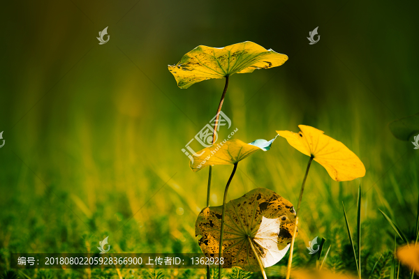 荷花季