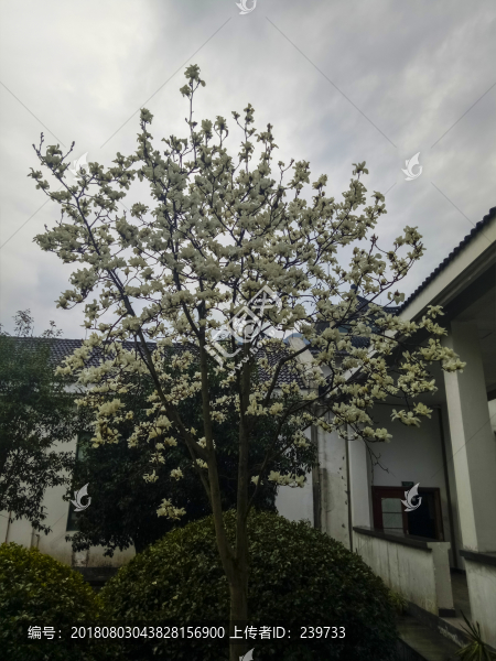 玉蘭花