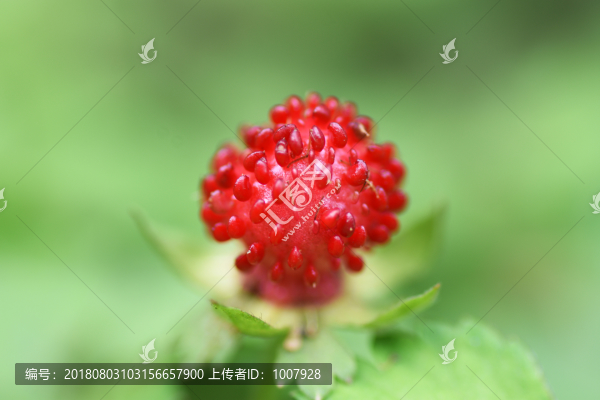 蛇莓