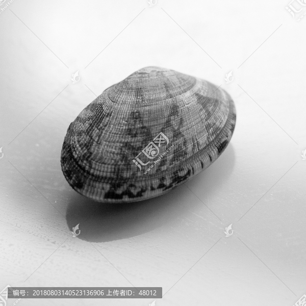 蛤蜊之紋