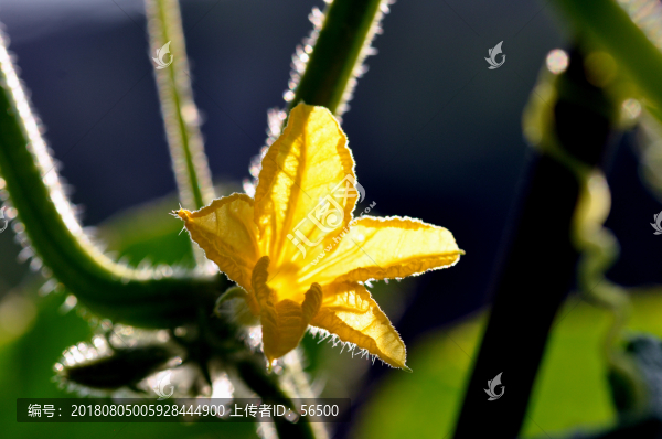 黃瓜花