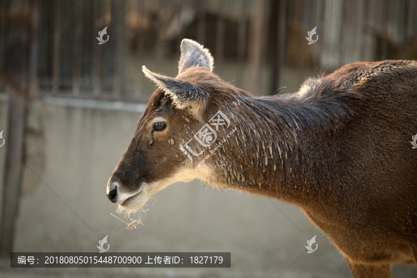 白唇鹿