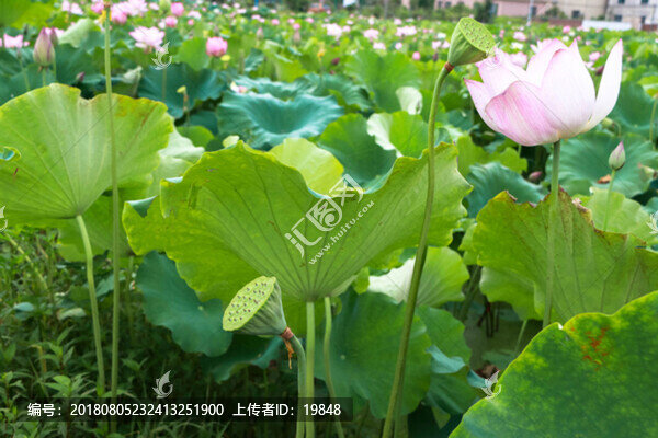 荷花高清圖