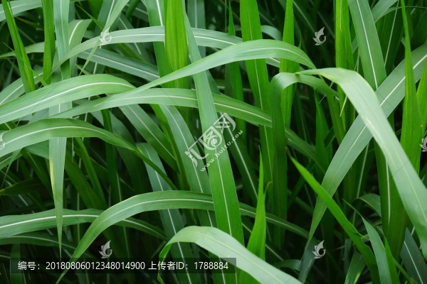 綠葉