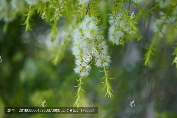 綠葉