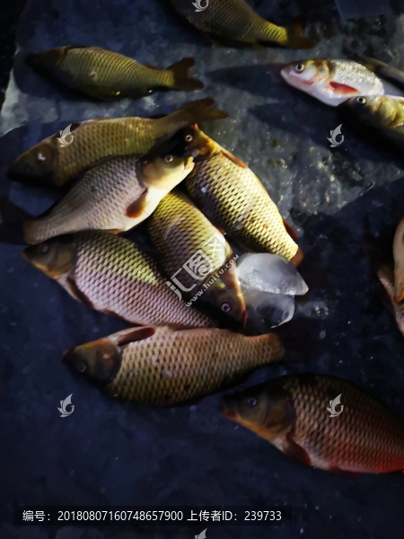 野生小河魚