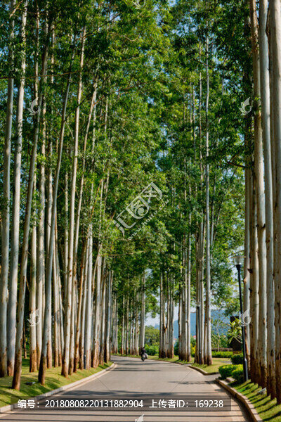 林蔭道