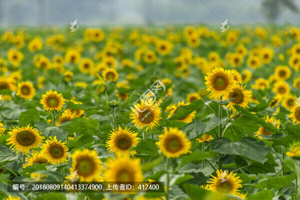 花田