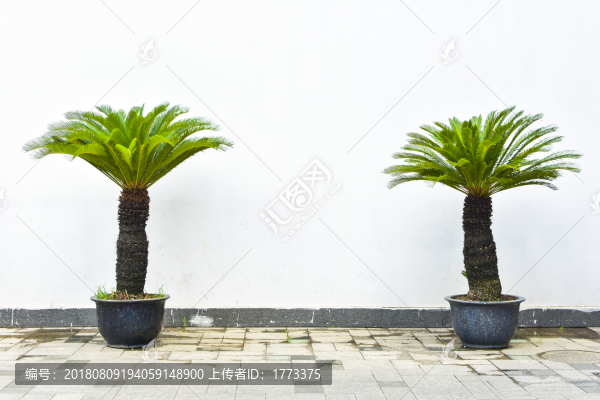 鐵樹