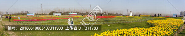 郁金香花海