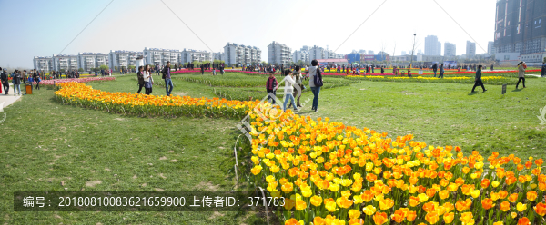 郁金香花海