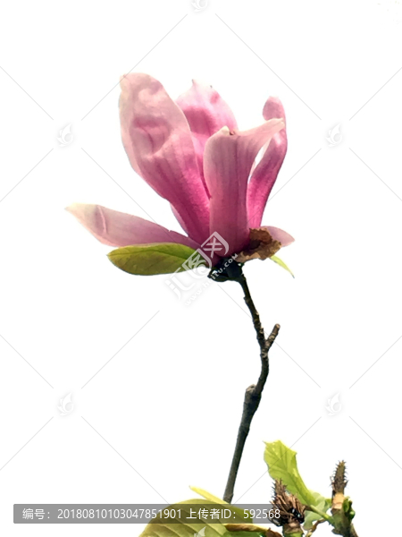 紫玉蘭花朵