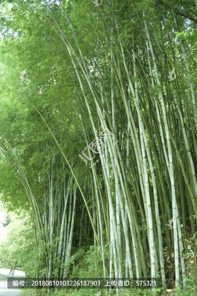 竹林山路