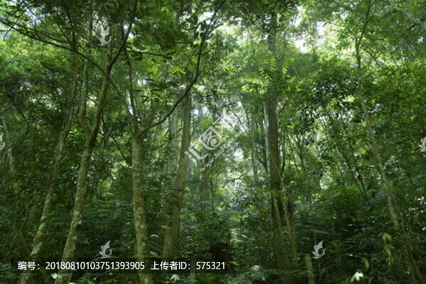 原始森林