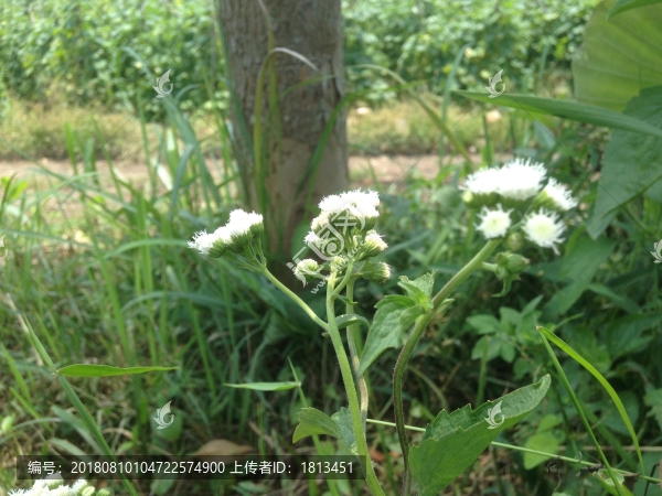 小野花