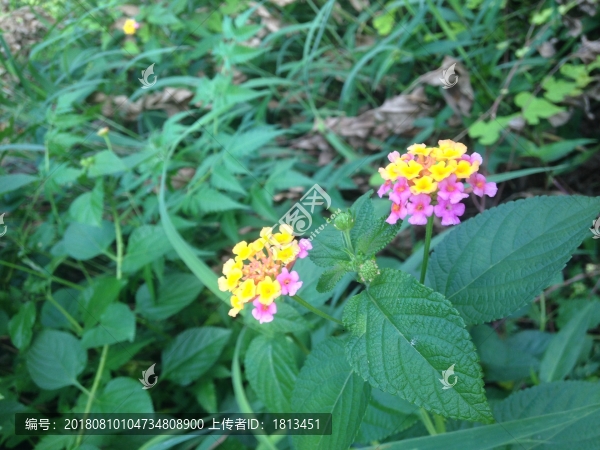 花