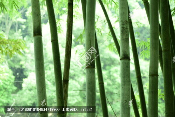 竹竿背景