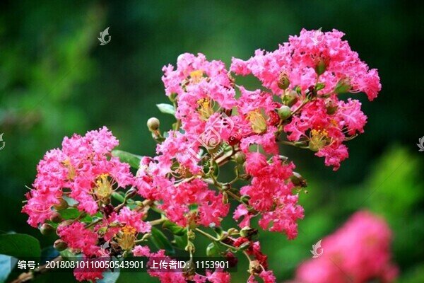 紫薇花
