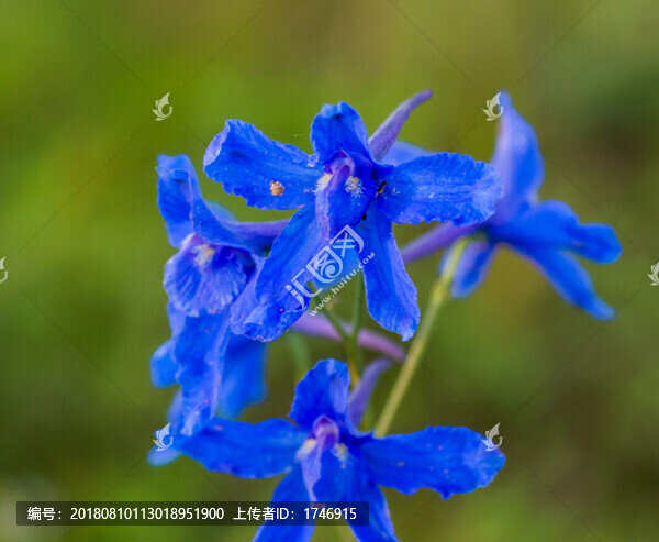 莜麥花
