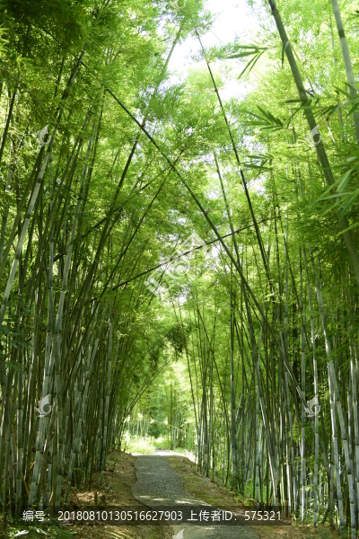 陽光竹林