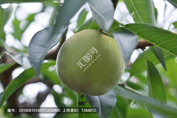 中華脆蜜桃