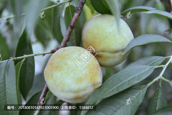 中華脆蜜桃