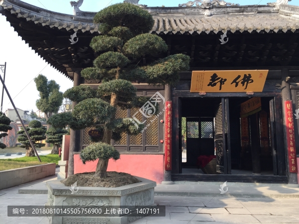 羅漢松