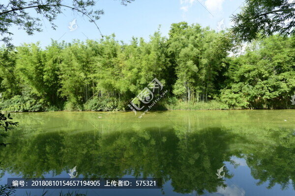 竹林倒影