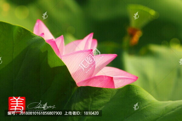 荷趣羞