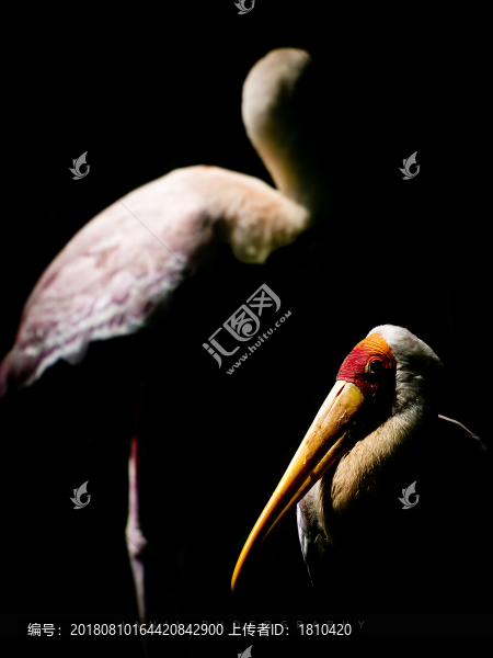 鳥特寫