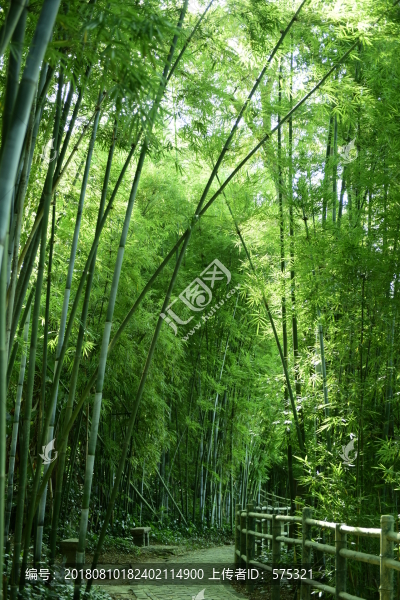 陽(yáng)光竹林