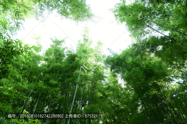 陽光竹林