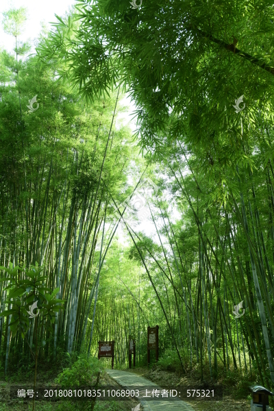 陽光竹林