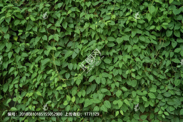綠植墻
