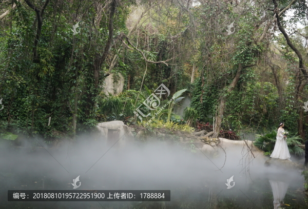 熱帶雨林