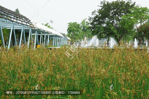 園林綠化
