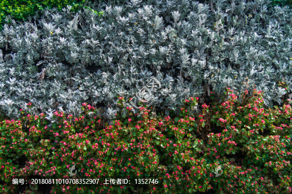 植物墻