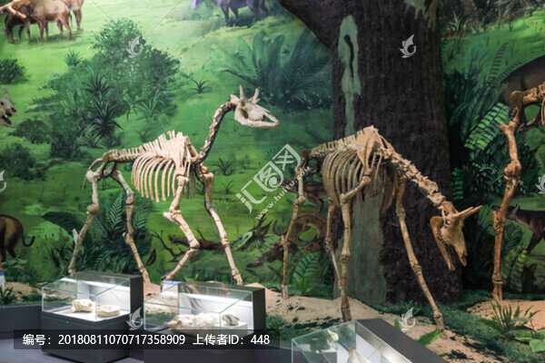 恐龍化石