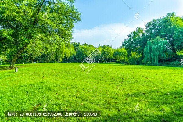 陽光草地綠樹林