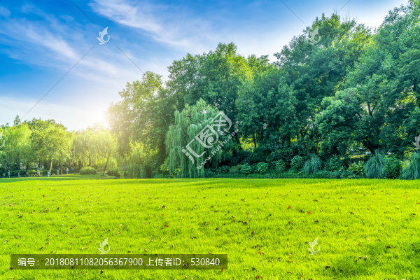 陽光草地綠樹林