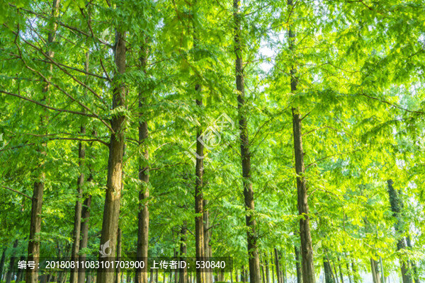 陽光草地綠樹林