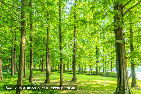 陽光草地綠樹林
