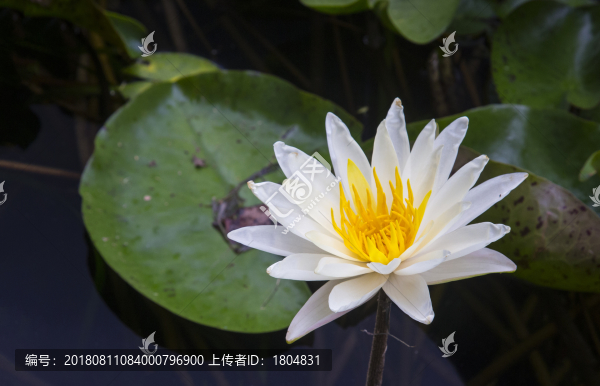蓮花