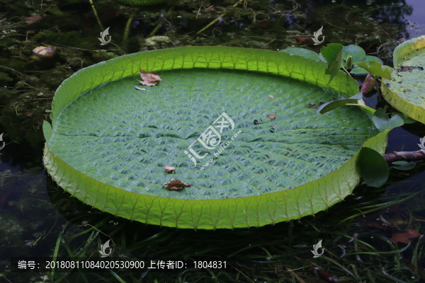 蓮葉